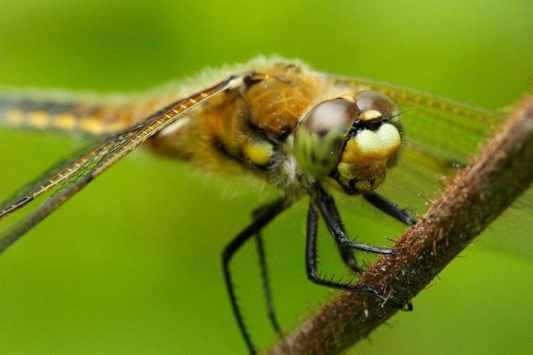That Dragonfly Over Your Patio Catches Flying Prey With Its Legs, Not Its Mouth: Here’s How It Works