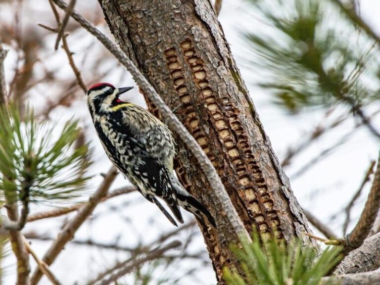 If Neat Rows Of Tiny Holes Dot Your Tree Bark, A Sapsucker Is The Likely Driller