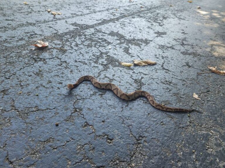 The Old Copperhead Myths North Carolina Homeowners Still Believe That Put Them In Real Danger