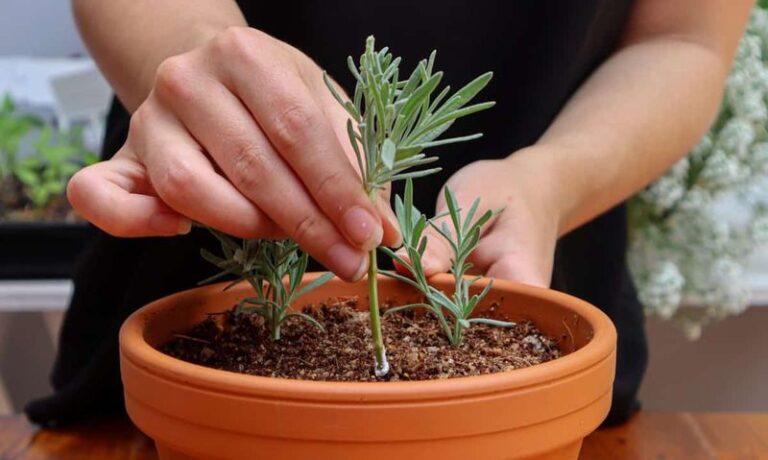 Lavender Cuttings in Fall: A Low-Cost Way to Make More Plants