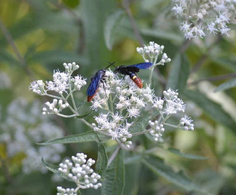 Late Boneset: A North Carolina Native That Can Add Late-Season Nectar for Migrating Monarchs