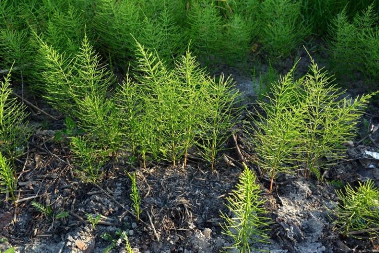 Horsetail in Your Yard Belongs to an Ancient Plant Lineage That Predates the Dinosaurs