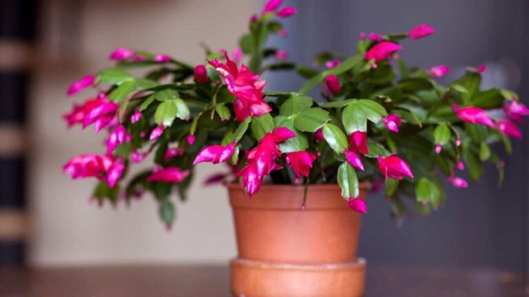 How To Encourage Your Christmas Cactus To Rebloom After The Holidays
