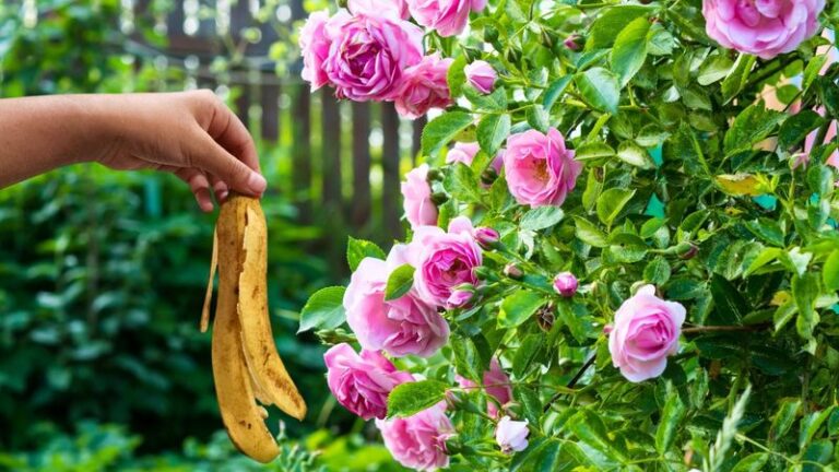 What Can Banana Peels Really Do for Your Roses, and What Can’t They Do?