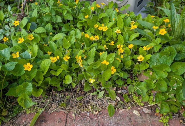 The North Carolina Native Groundcover You Plant Once That Fills A Bare Slope For Decades