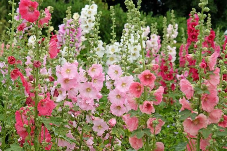 Fall-Sown Hollyhocks of Traditional Biennial Varieties Can Flower the Following Summer: How To Start Them Right
