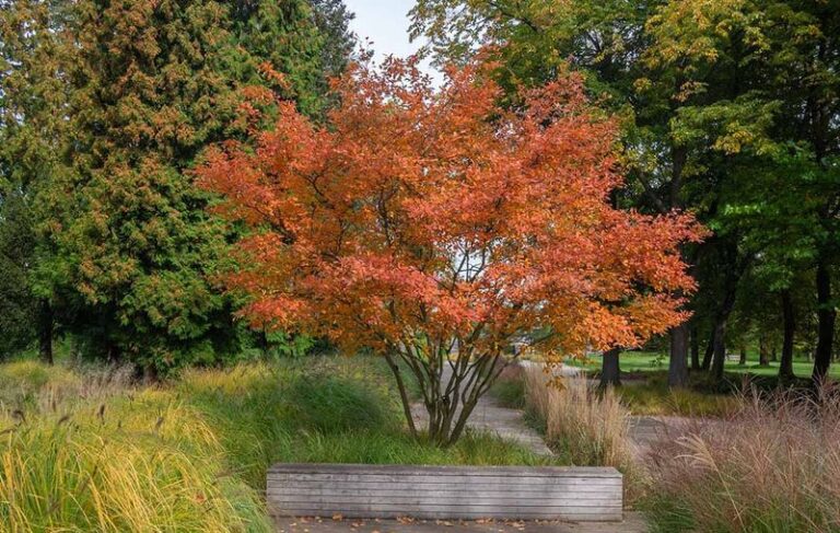 The North Carolina Native Trees Worth A Fall Drive Just To See Their Colors Before You Plant One