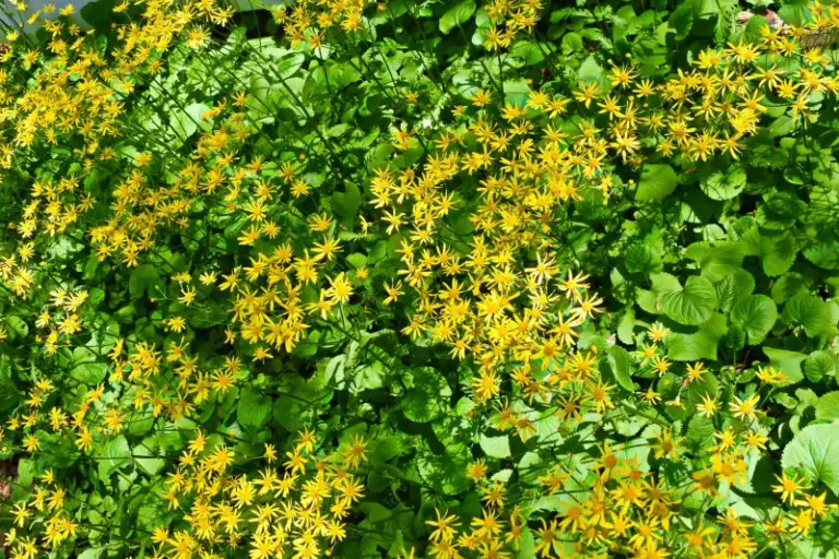 These North Carolina Native Groundcovers Carpet The Shady Spots Under Your Trees Without Ever Taking Over
