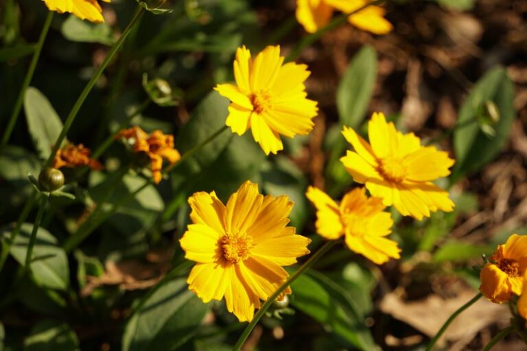 These North Carolina Native Wildflowers Get Sown Now So Winter Does The Hard Work For You