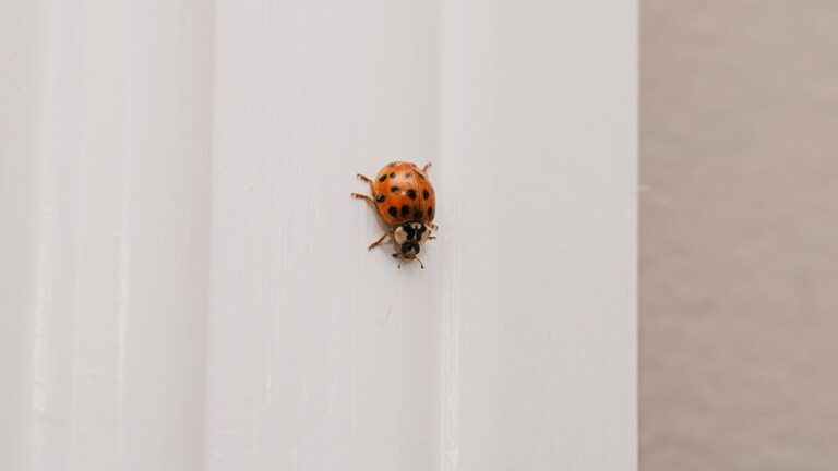 A Light Trap May Collect Some Lady Beetles Swarming Your Sunny Windows