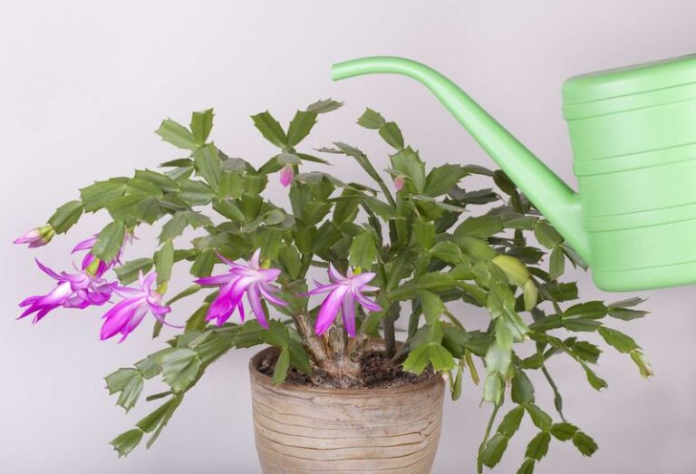 Does It Matter When You Water a Christmas Cactus? What Actually Triggers Blooms