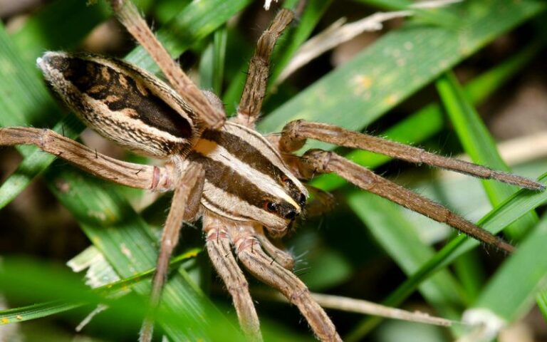 Wolf Spiders In Your Basement This Fall Can Eat Roaches, But A Sighting Doesn’t Prove They’re Eating Yours