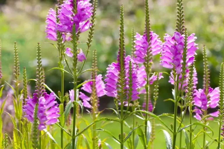 These North Carolina Native Perennials Keep Blooming Through The Heat Long After Your Coneflowers Have Quit