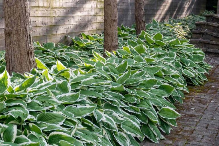Tired Of Weeding The Same Bare Patches? How A Well-Matched Groundcover Can Help Fill Them In