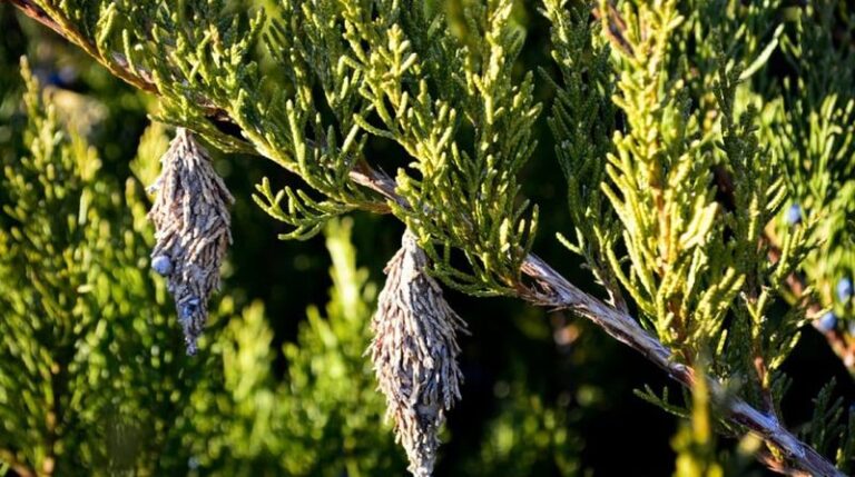 Removing Bagworm Cases This Winter Can Reduce Spring Bagworm Pressure on Your North Carolina Evergreens