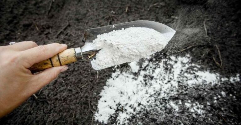 Fall Is a Useful Time to Lime North Carolina Garden Soil, If Your Soil Test Recommends It