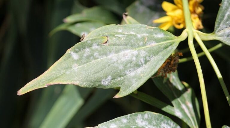 Those Fading Coneflower Seed Heads Still Have A Job To Do – 13 Simple Tricks For Blooms Year After Year