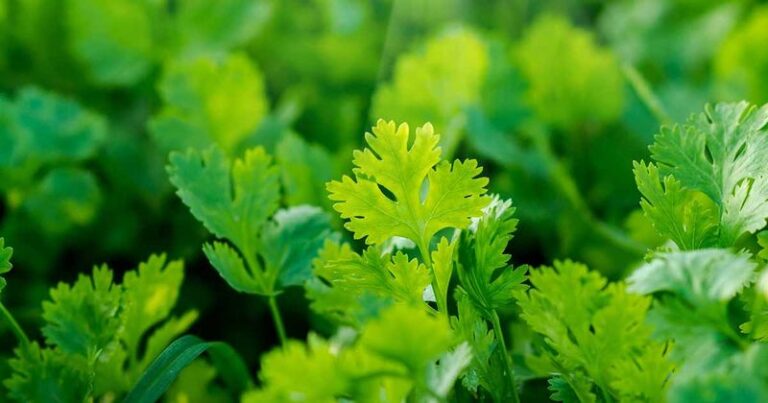 These Kitchen Herbs Actually Grow Better In The Shady Corners Of Your North Carolina Yard