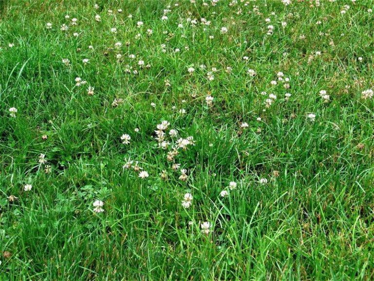 Clover Taking Over Your Lawn? What Actually Helps Turf Hold Its Ground