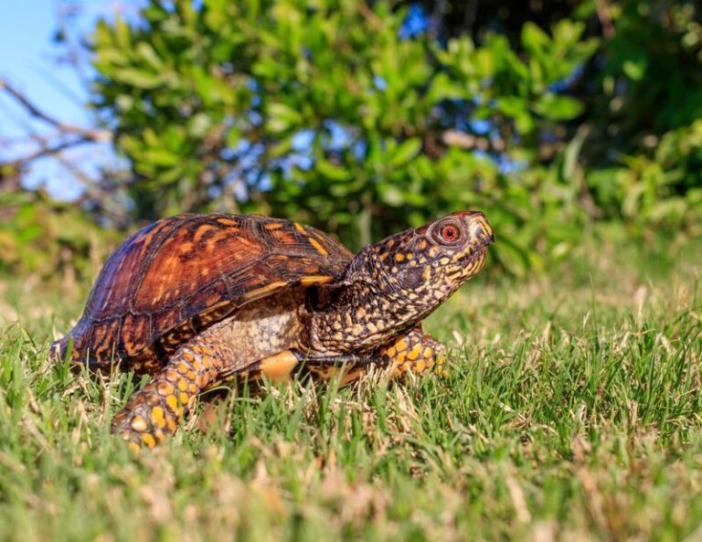 Before You Mow This Fall, Check for Box Turtles and Don’t Scalp Your North Carolina Lawn