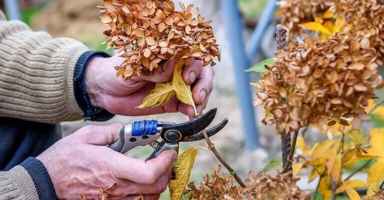 This One Fall Job Decides Whether Your Hydrangeas Come Back Covered In Blooms Next Summer