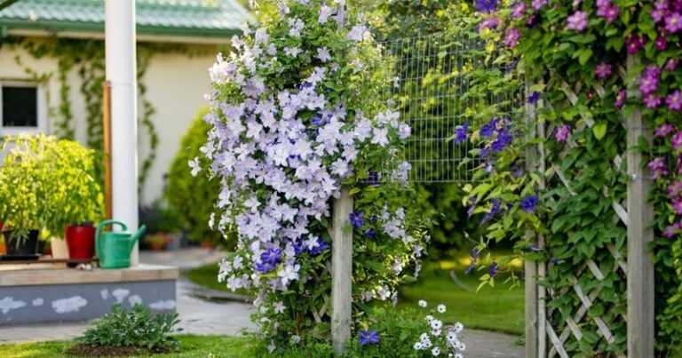 Your Clematis Isn’t Done After Summer: A Type-Aware Fall Plan That Avoids Costly Mistakes