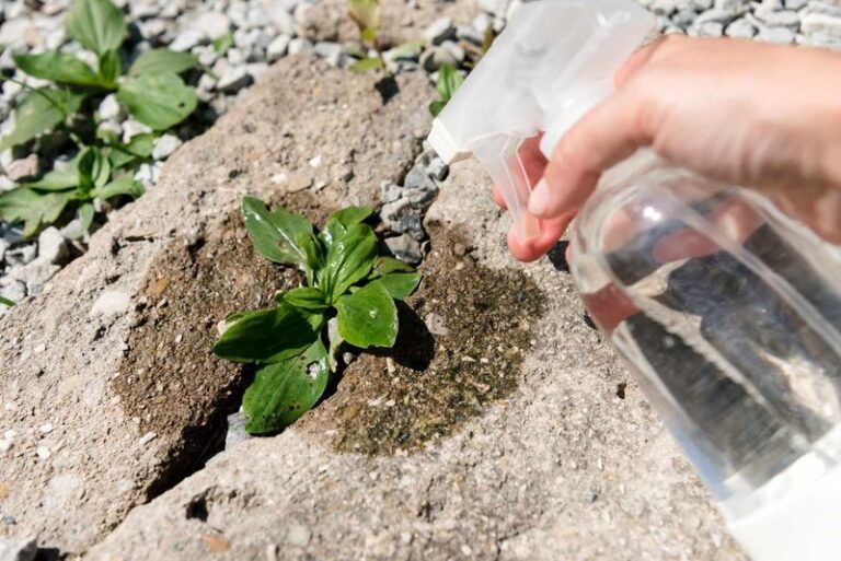 Is Kitchen Vinegar Really a Weed Killer? What to Know Before You Spray