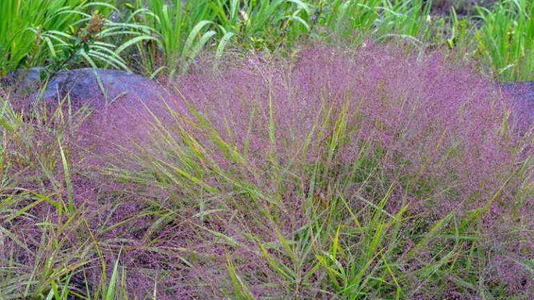 Goats, Clover, And Leaves Aside, These 13 Native Grasses Hold Your Slope In Place Without Any Mowing