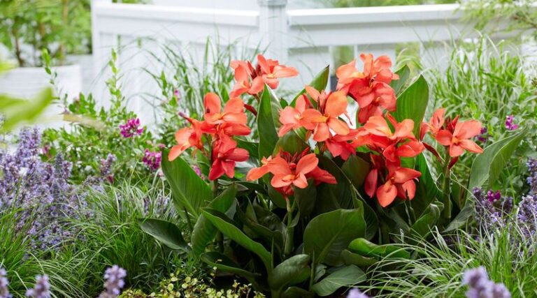 How North Carolina Gardeners Can Help Cannas Survive Winter and Return Next Summer