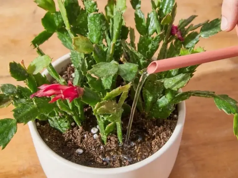 The Small Indoor Habits That Quietly Keep Your Christmas Cactus From Blooming In North Carolina Homes