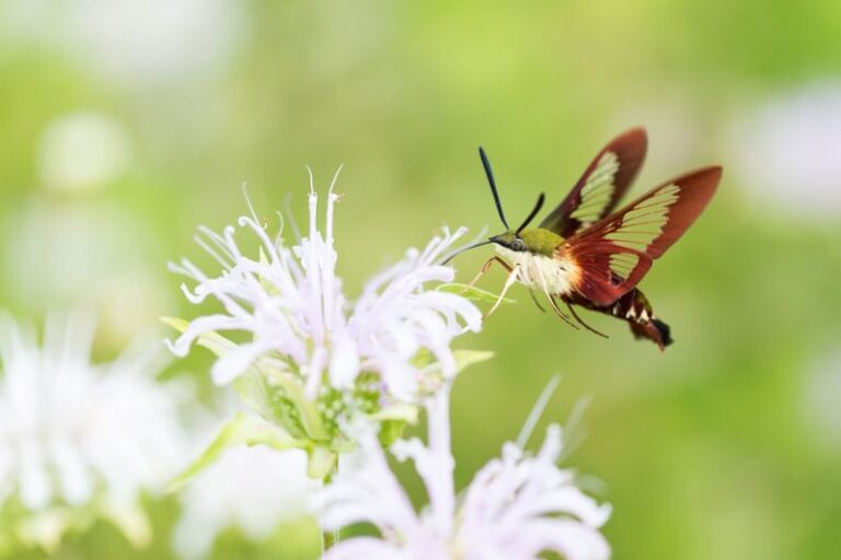 What It Really Means When Hummingbird Moths Hover Over Your North Carolina Flowers At Dusk