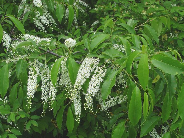 Black Cherry in North Carolina: A Native Tree for Spring Blooms and Wildlife