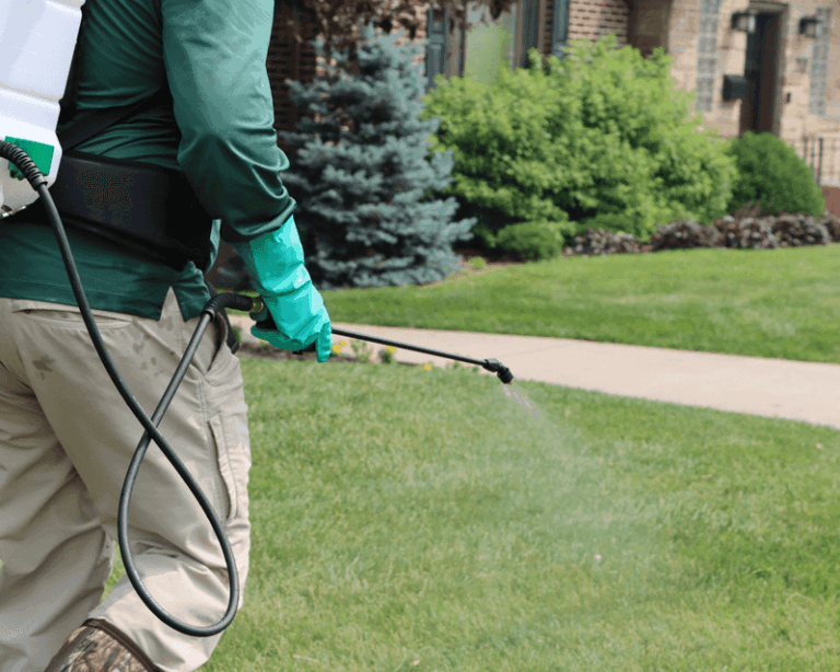 The One Thing North Carolina Lawns Need Before November Or Henbit And Chickweed Take Over By Spring
