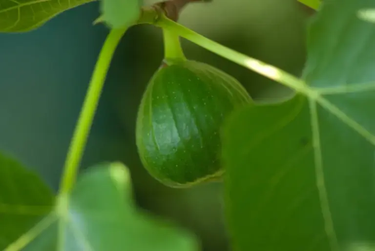 Fig Tree Full of Hard Green Figs? How To Tell What’s Close to Ripe and What To Expect Before Frost