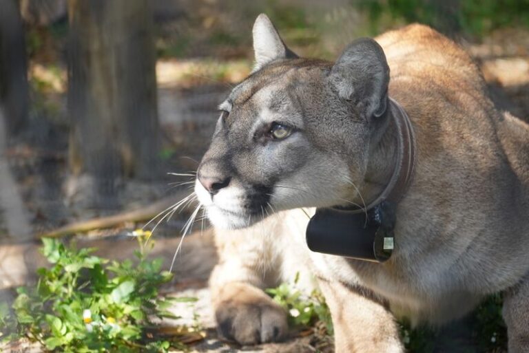 Texas Pumas, Highway Underpasses, and the Florida Panther’s Comeback