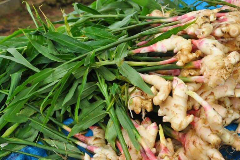 Does the Ginger Rhizome in Your Garden Ease Sore Muscles? What Studies Show