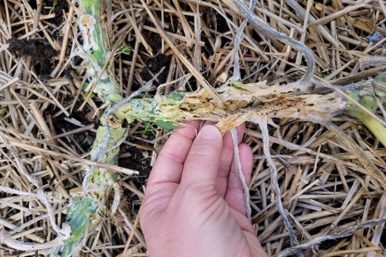 The One Thing North Carolina Gardeners Do Before Winter Or Squash Vine Borers Come Back Worse Next Summer