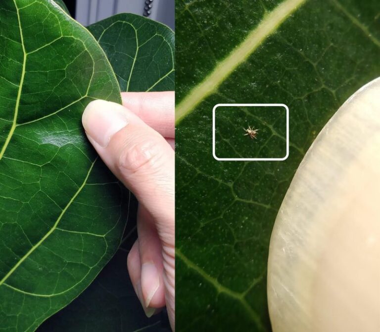 Fig Leaves Dropping Now Doesn’t Mean Your Tree Is Dying – 13 Things To Do After The Last Harvest