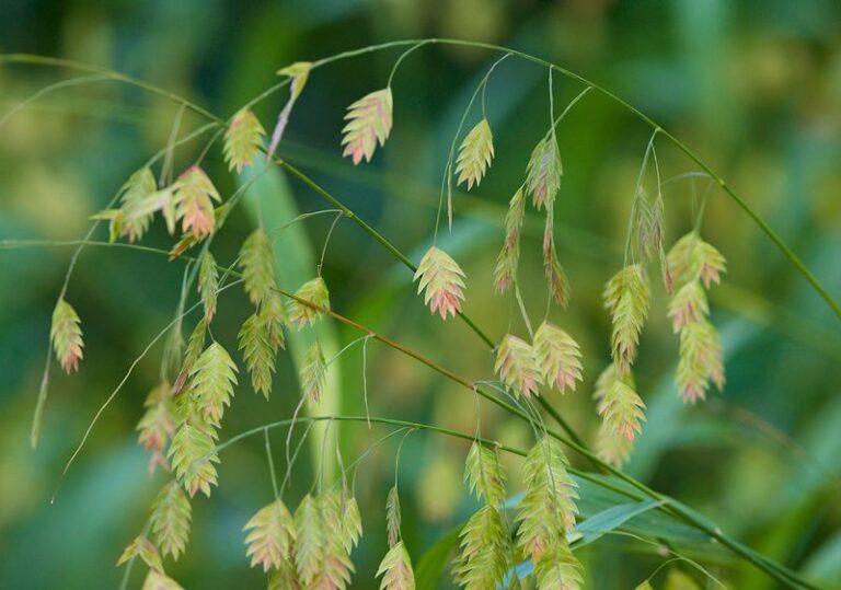 These Strange Jungle-Looking Plants Actually Thrive In Ordinary North Carolina Backyards