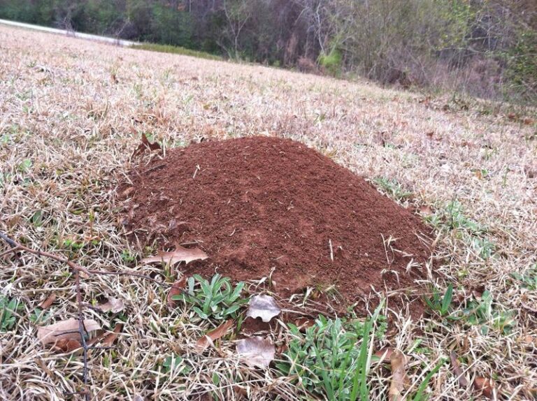 How North Carolina Homeowners Can Spot a Possible Fire Ant Mound and Decide What to Do Next