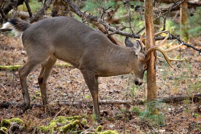 Can One Night of Buck Rubbing Seriously Injure a Young North Carolina Tree?