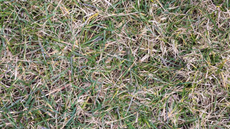 13 Signs Your Lawn Is Begging To Be Dethatched Before Winter Sets In