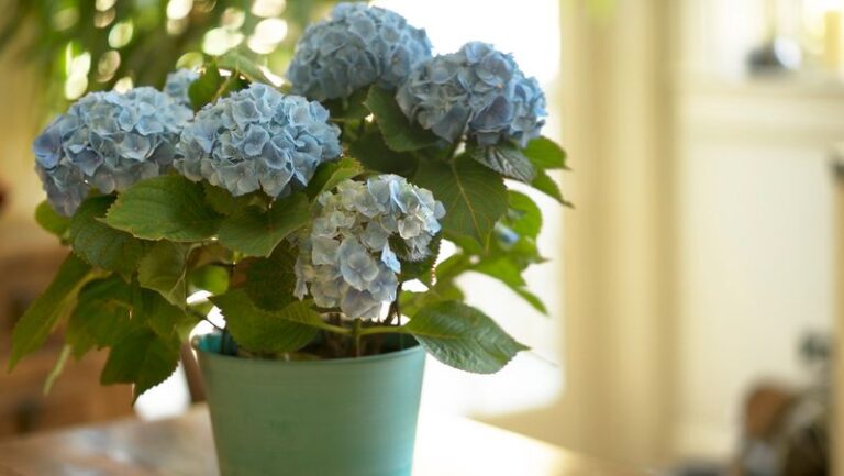 Thinking Of Bringing Your Porch Plants Indoors? These 13 Common Ones Cause More Trouble Inside Than You’d Expect
