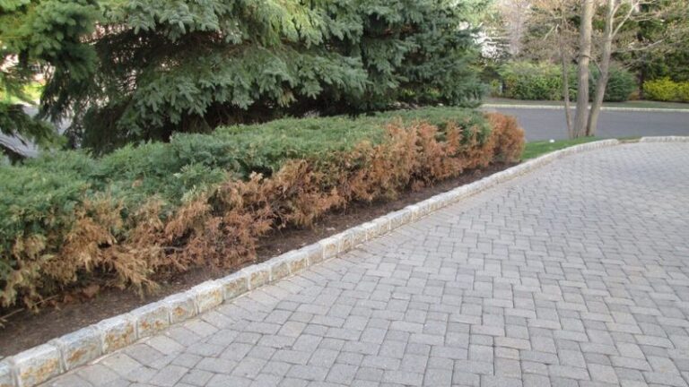 Could Road Salt Along Your Driveway Be Harming the Plants Next To It? How To Protect Them This Winter