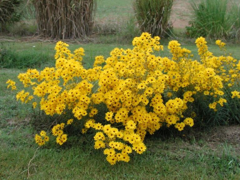 This North Carolina Native Perennial Turns a Moist, Periodically Wet Sunny Corner Into Its Best Border