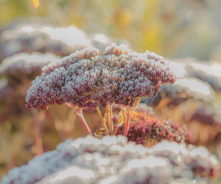Wait Until Spring To Cut Back These 13 Perennials – Their Dead Stems Keep The Crowns Alive All Winter