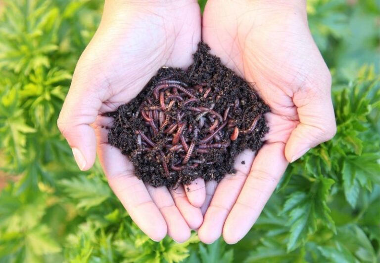 Your Tomatoes And Cucumbers Start Next Year Hungry – 16 Fertilizers That Double What You Pick