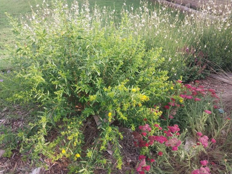 Shrubby St. John’s Wort: A North Carolina Native Shrub for Summer-to-Fall Flowers Along a Sunny Fence