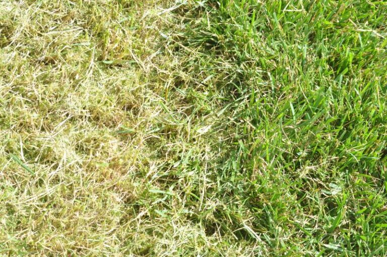 Why Your New North Carolina Fescue Still Thins Out Weeks After It Finally Sprouts