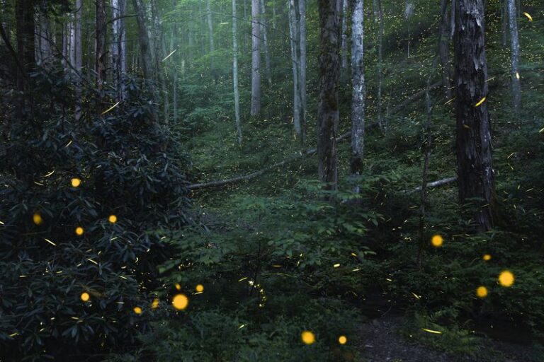 Leave a Leaf-Litter Refuge for North Carolina Fireflies: How to Keep the Right Leaves in the Right Places